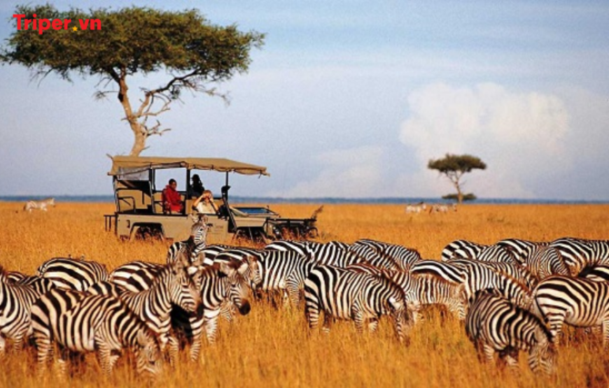 Khám Phá Vùng Đất Hoang Dã Kenya 8 ngày 7 đêm