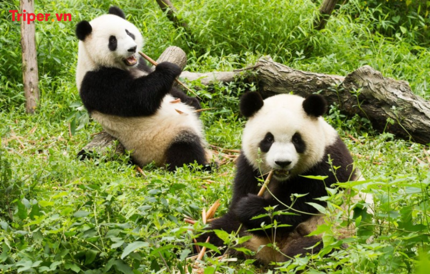 Trung Quốc: Thành Đô – Cửu Trại Câu Thiên đường hạ giới – Công viên gấu trúc 6 ngày 5 đêm