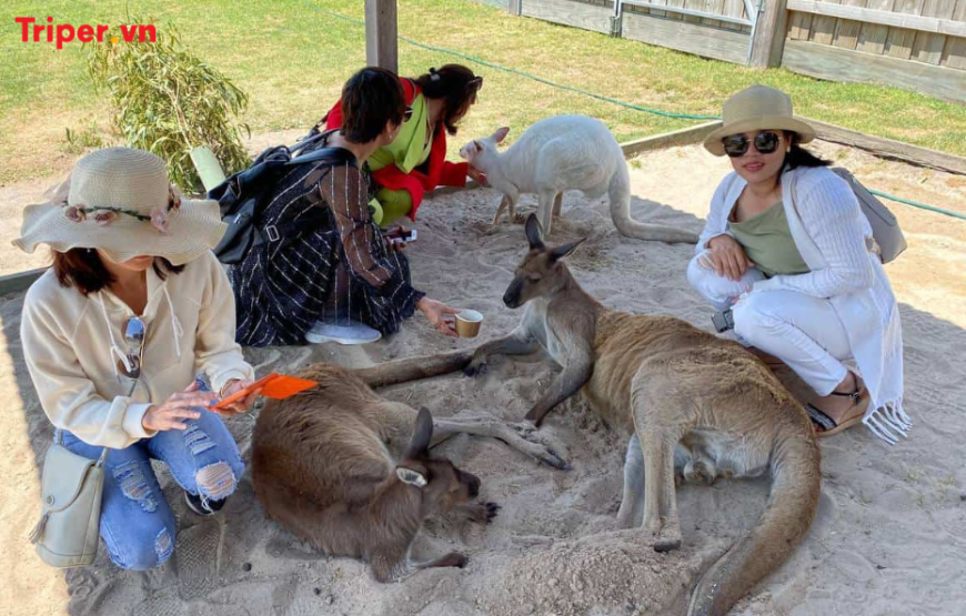 TOUR DU LỊCH ÚC MÙA ĐÔNG 6N5Đ: Sydney – Melbourne