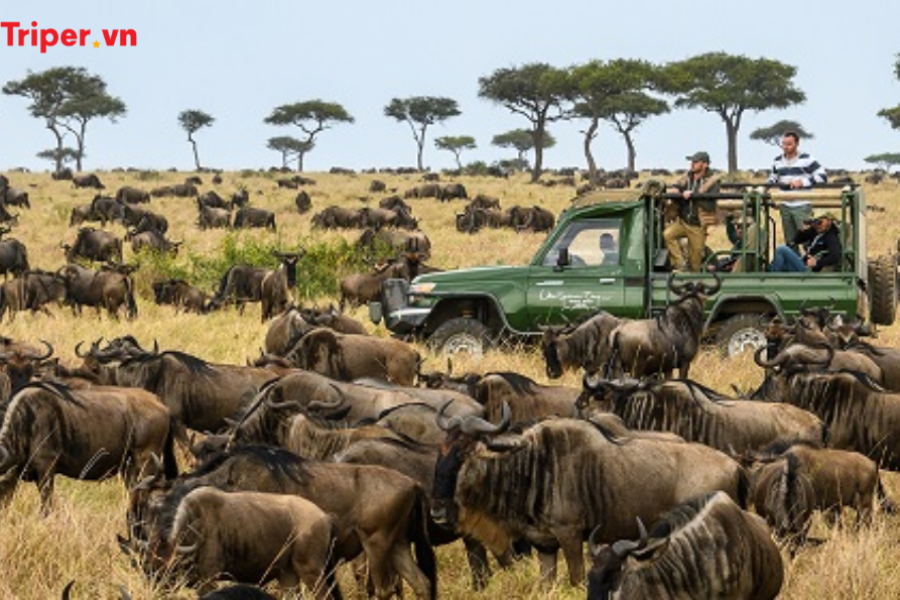 Khám Phá Vùng Đất Hoang Dã Kenya
