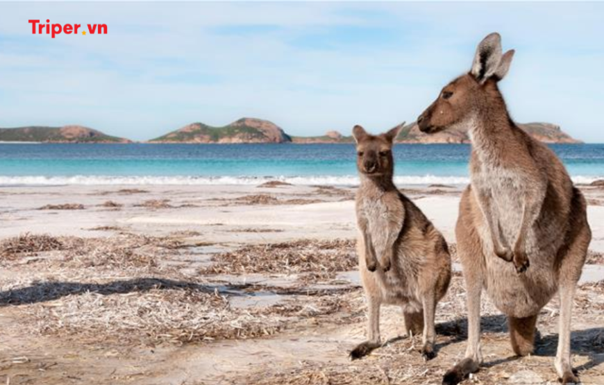 Tour Úc: Perth – Adelaide – Đảo Kangaroo