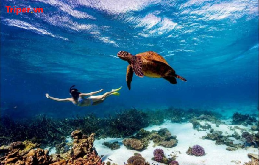 Khám Phá Vùng Đất Hoang Dã Kenya 8 ngày 7 đêm