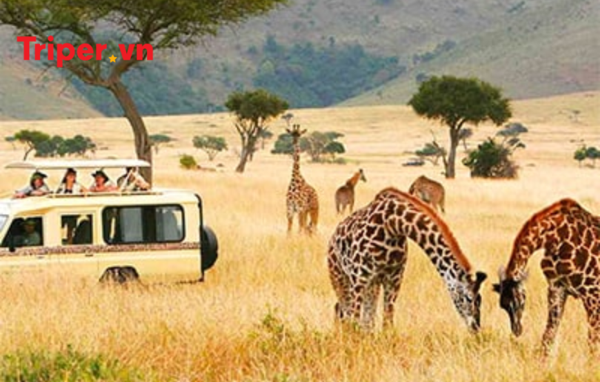 Du lịch Châu Phi – Tour Nam Phi Mùa Hoa Phượng Tím 8N7Đ từ Sài Gòn 2025