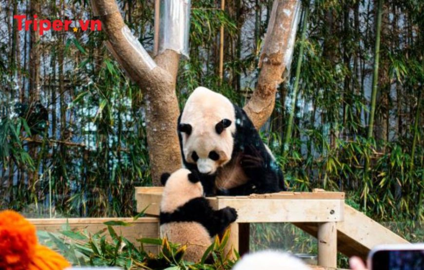 Hàn Quốc: Seoul – Đảo Nami – Công viên Everland – Panda World 5 ngày 4 đêm