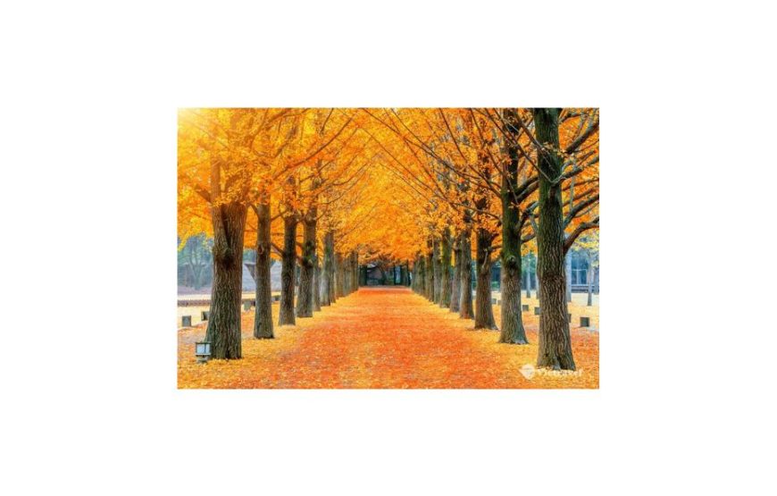 Hàn Quốc: Seoul – Nami – Vườn Morning Calm – Everland, Cung điện Hoàng Gia Gyeongbok