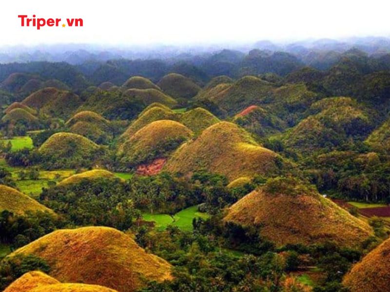 Hoạt động trải nghiệm & ẩm thực đặc sắc