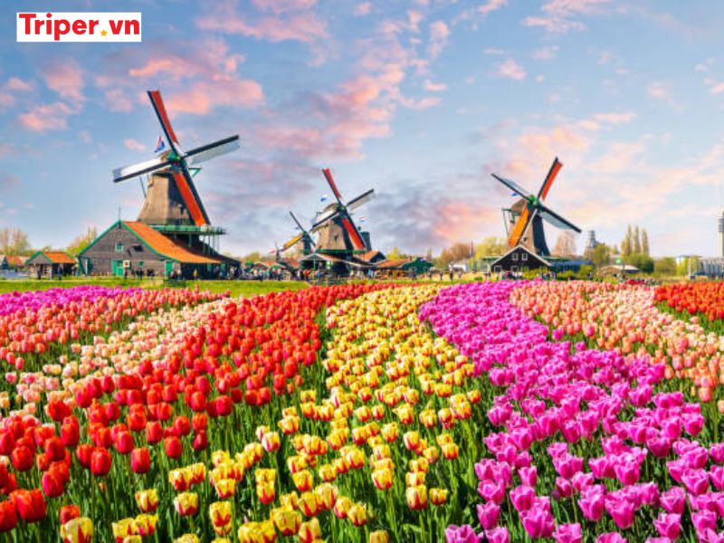 Hoạt động trải nghiệm & ẩm thực đặc trưng