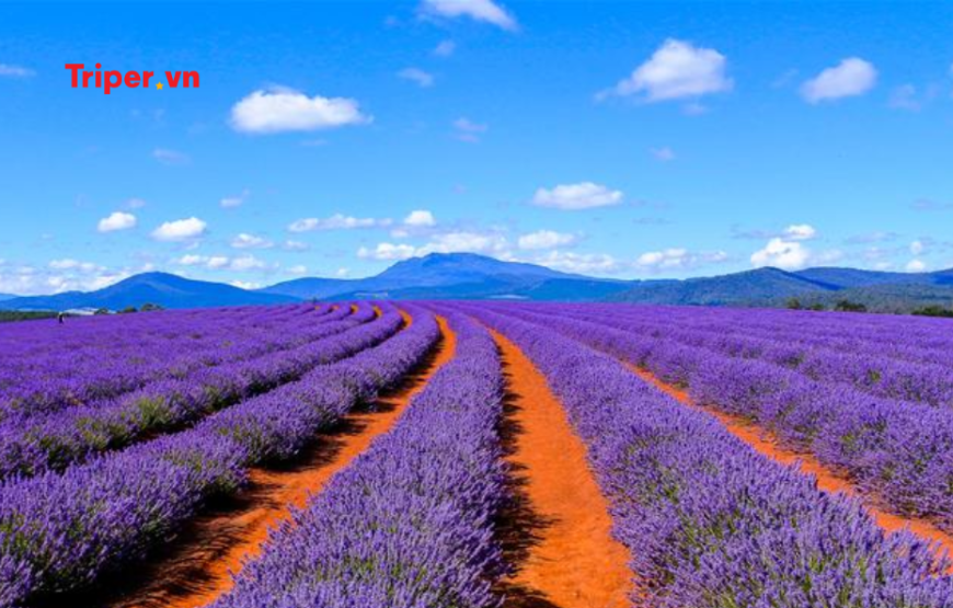 Khám Phá Đảo Tasmania: Melbourne – Tasmania – Launceston- Hobart