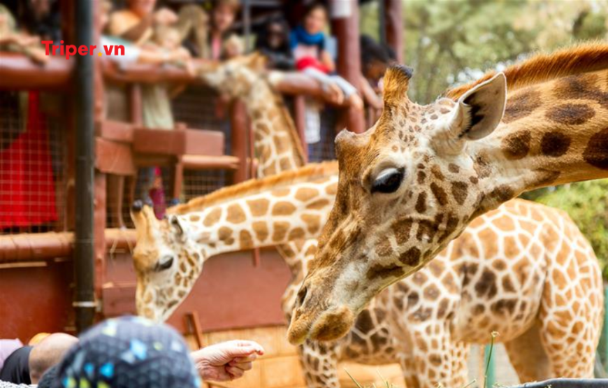 Khám Phá Vùng Đất Hoang Dã Kenya – Zimbabwe – Zambia | Chương Trình Mới