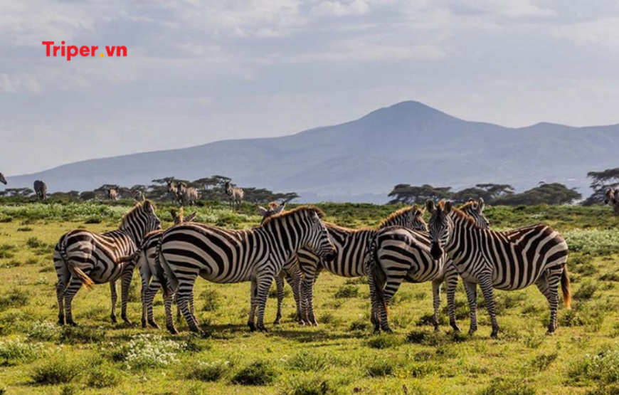 Khám Phá Vùng Đất Hoang Dã Kenya – Zimbabwe – Zambia | Chương Trình Mới