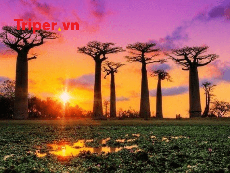 Madagascar là điểm đến có một không hai trên hành tinh