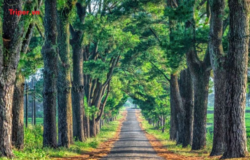 TOUR DU LỊCH TP. HCM – TÀ ĐÙNG 5 NGÀY 4 ĐÊM