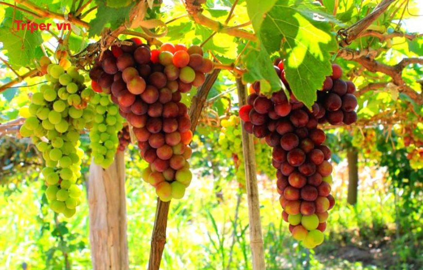 TOUR DU LỊCH TP.HỒ CHÍ MINH – PHAN THIẾT 6 NGÀY 5 ĐÊM