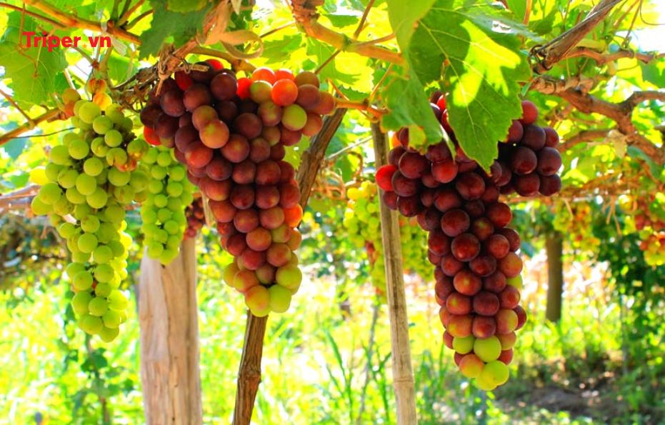 NGÀY 06: NINH CHỮ – TP.HCM (Ăn sáng, trưa)