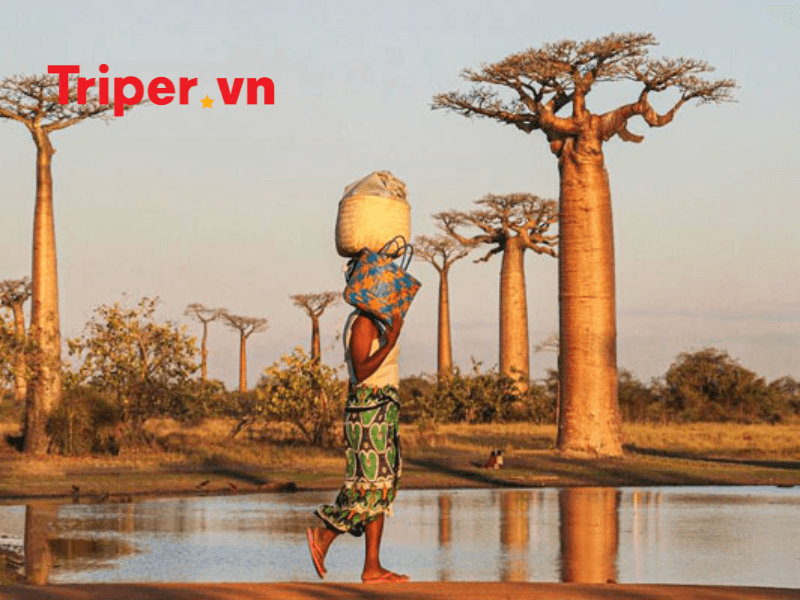 Top các địa điểm du lịch Madagascar không thể bỏ lỡ