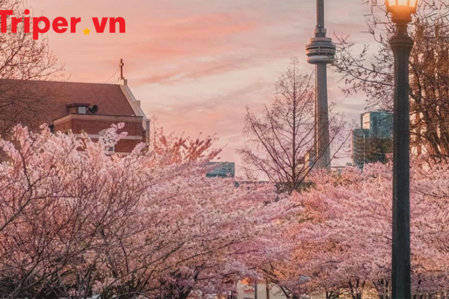 Tour Bờ Đông Canada Toronto - Ottawa - Montreal - Quebec