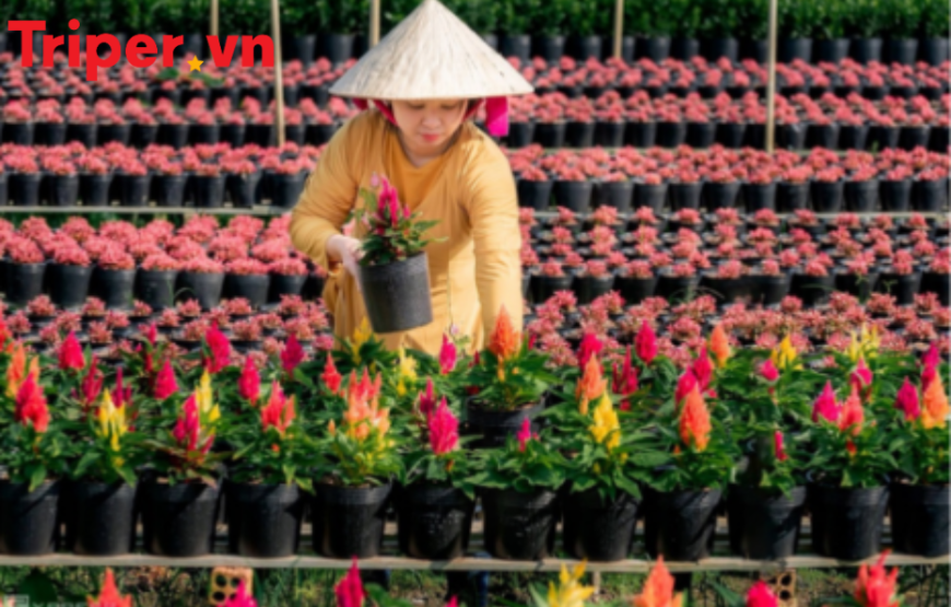 Tour Cần Thơ – An Giang – Sa Đéc (2 Ngày)