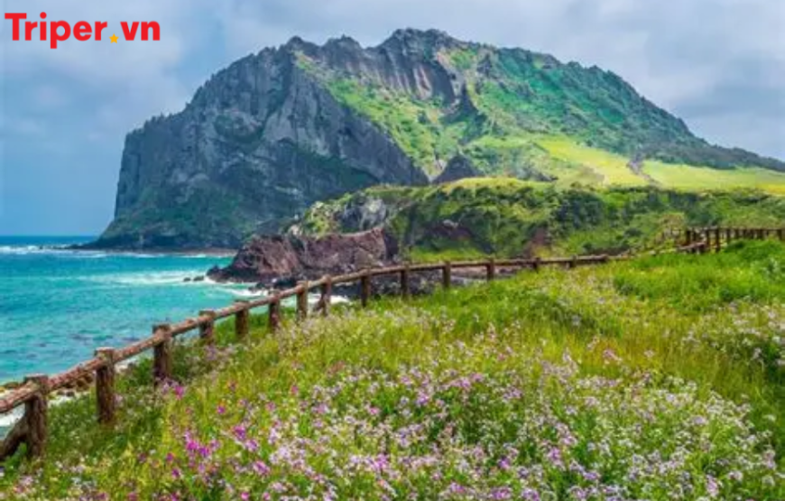 Tour Du thuyền Star Navigator | Đài Loan | Hàn Quốc | Nhật Bản