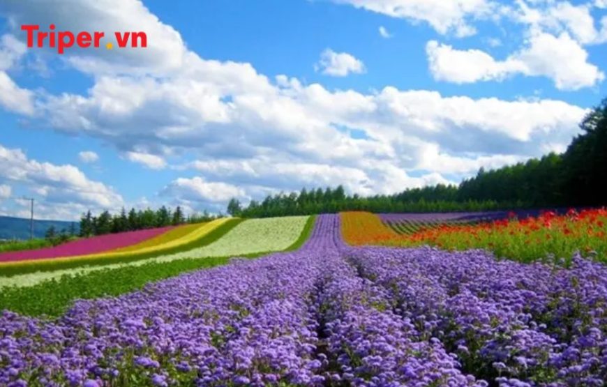 Tour Gia Đình – Nha Trang – Đà Lạt 5 ngày 4 đêm