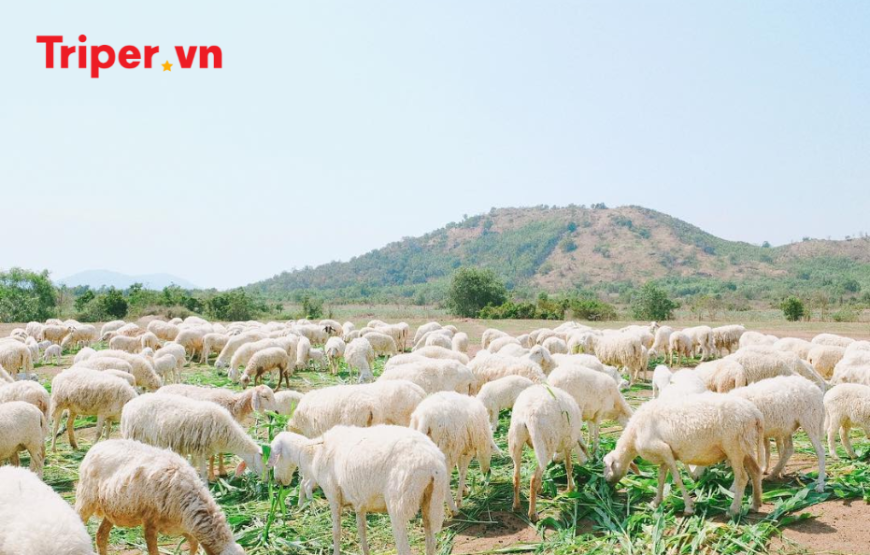 Tour Hồ Tràm | Cầu Đỏ Trân Châu Beach 2 ngày 1 đêm