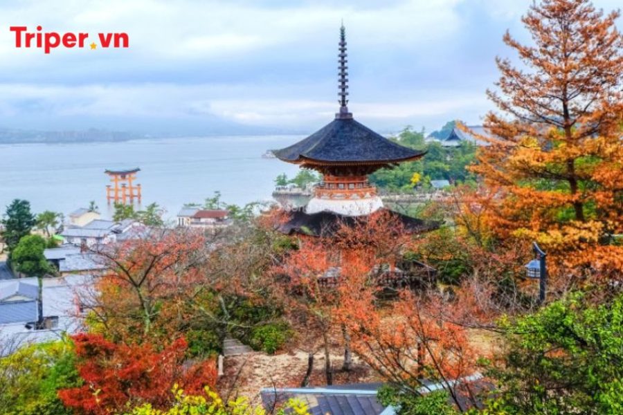Tour Nhật Bản Mùa Thu (Lá Đỏ) Izumo Hiroshima Đảo Miyajima
