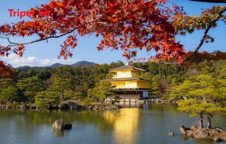 Tour Nhật Bản Mùa Thu (Lá Đỏ) | Izumo | Hiroshima | Đảo Miyajima 6 Ngày 5 đêm