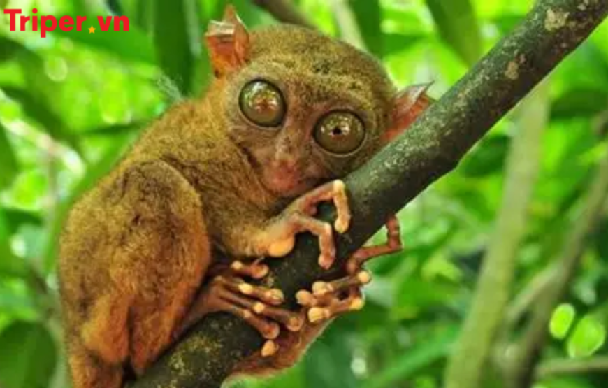 Tour Philippines: Cebu | Bohol | Lặn Ngắm Cá Mập Voi Oslob | Bơi Cùng Đàn Cá Mòi Moalboal 4 ngày 3 đêm