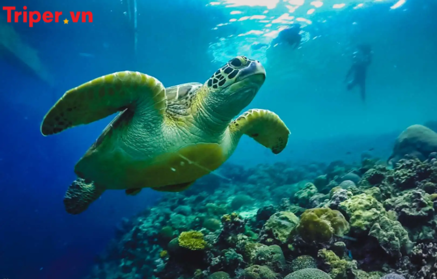 Tour Philippines: Cebu | Bohol | Lặn Ngắm Cá Mập Voi Oslob | Bơi Cùng Đàn Cá Mòi Moalboal 4 ngày 3 đêm