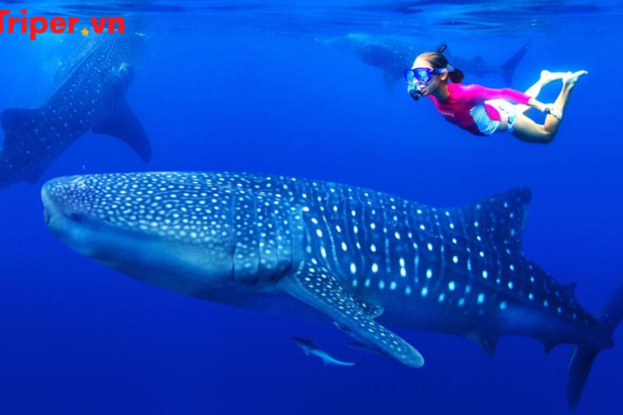 Tour Philippines Cebu Bohol Lặn Ngắm Cá Mập Voi Oslob Bơi Cùng Đàn Cá Mòi Moalboal