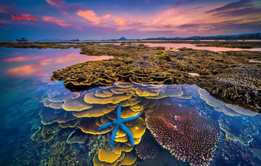 Tour du lịch Sài Gòn – Quy Nhơn – Phú Yên 4 ngày 3 đêm.