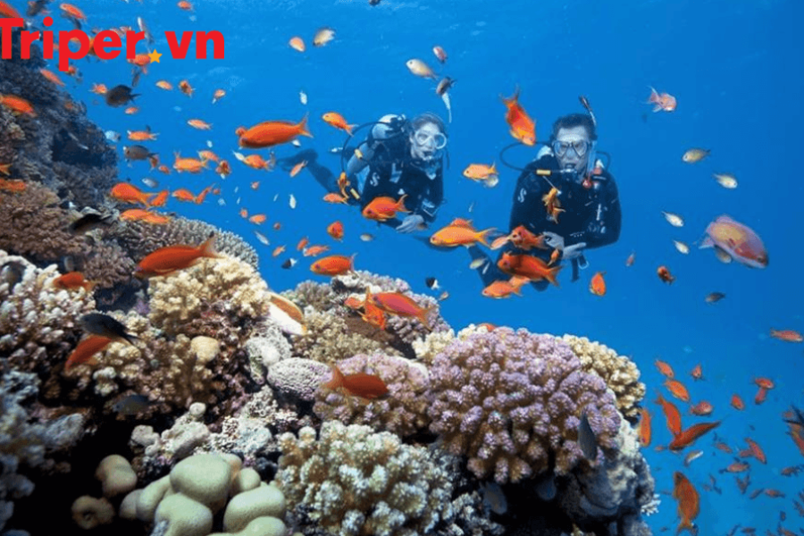 Tour Quy Nhơn – Phú Yên 6 Ngày 5 Đêm Hành trình Về Xứ Nẫu