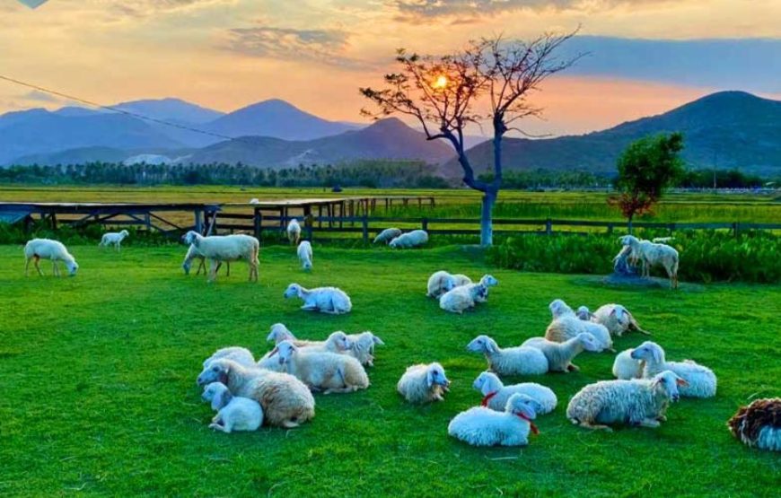 TOUR DU LỊCH TỪ TP. HỒ CHÍ MINH – ĐẢO BÌNH HƯNG (NHA TRANG) 4 NGÀY 3 ĐÊM