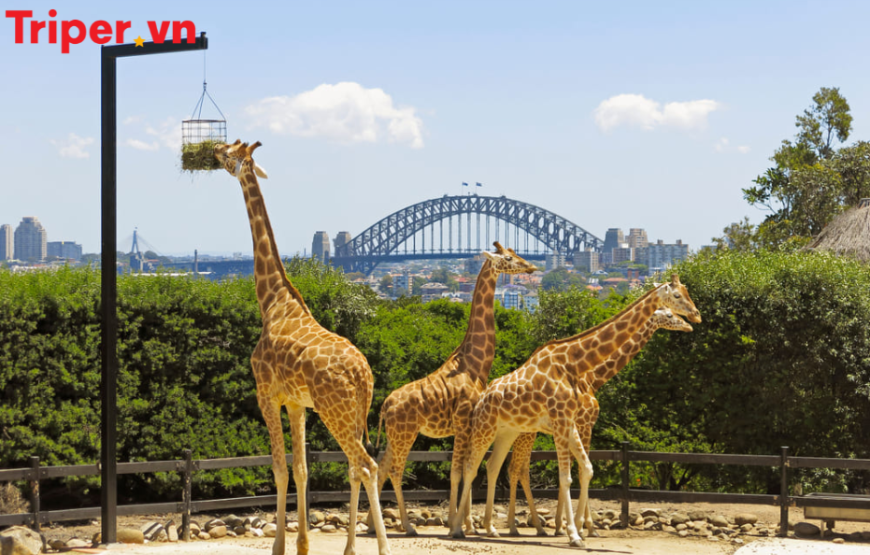 Tour Úc 7 Ngày 6 Đêm: Sydney | Melbourne