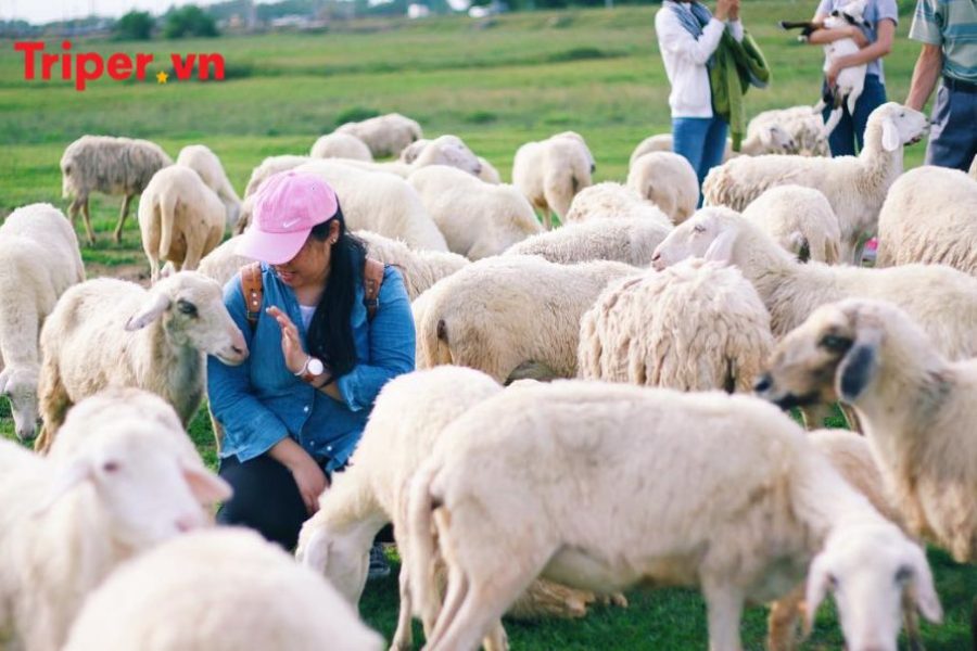 Tour Vũng Tàu 3 Ngày 2 Đêm