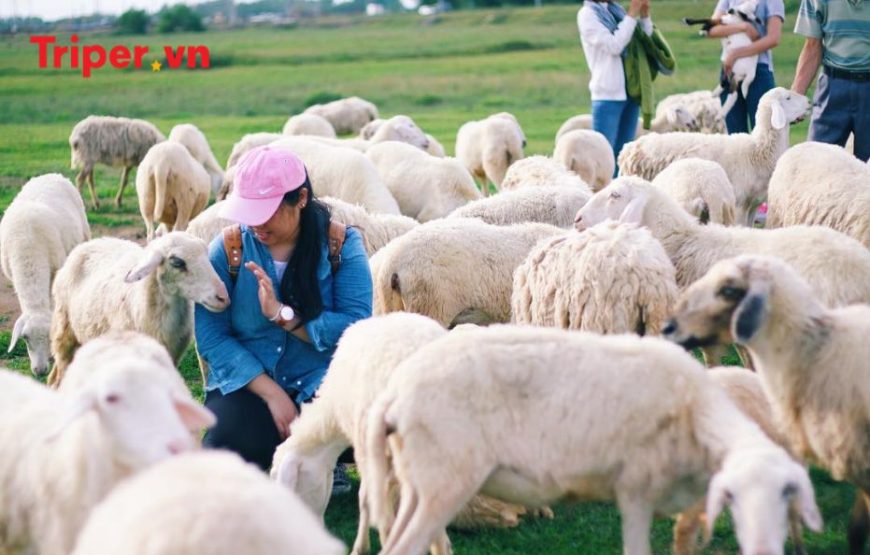 Tour Vũng Tàu 3 Ngày 2 Đêm