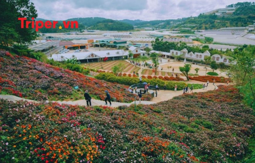 Tour du lịch Đà Lạt 2 ngày 1 đêm