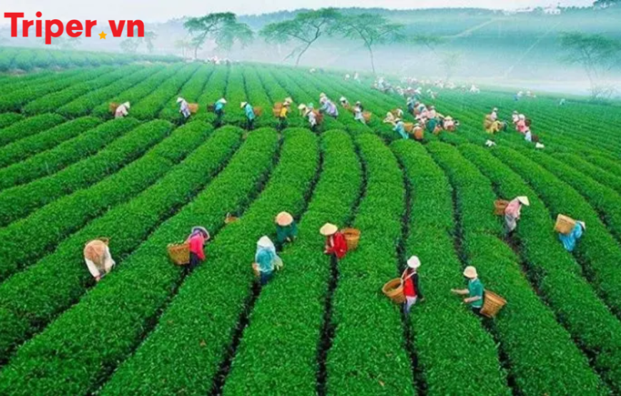 Tour du lịch Tà Đùng 4 ngày 3 đêm