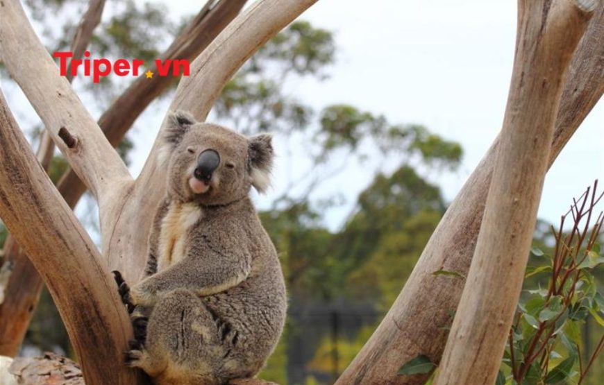 Úc: Melbourne – Dandenong – Yarra Valley – Sydney – Blue Mountain