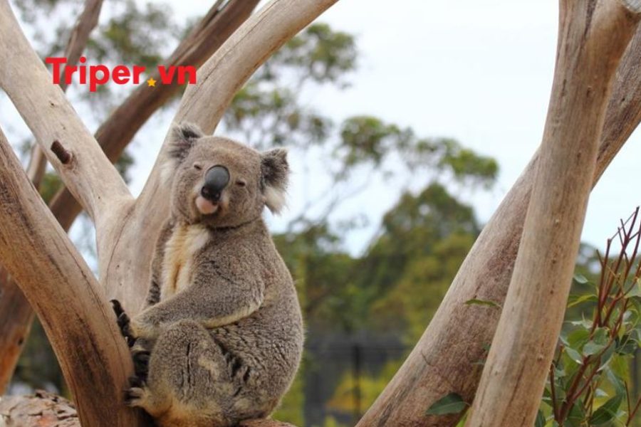 Úc: Sydney – Canberra – Melbourne – Dandenong – Yarra Valley