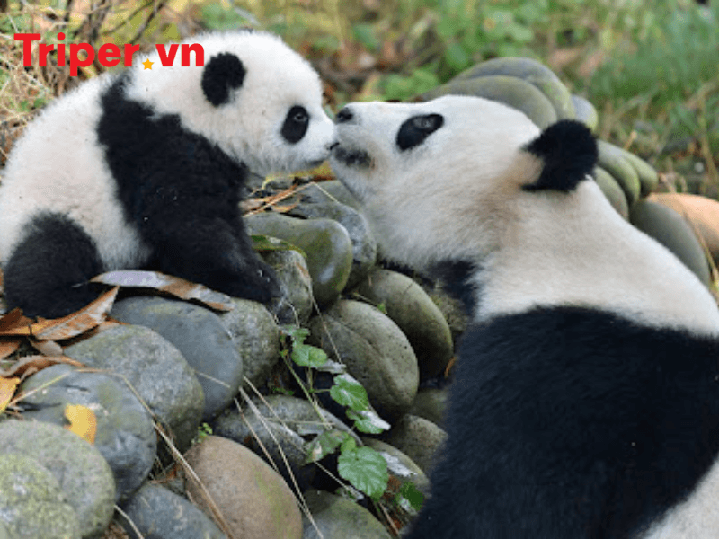 Thông tin các tour nổi bật tại công ty du lịch Bốn Mùa