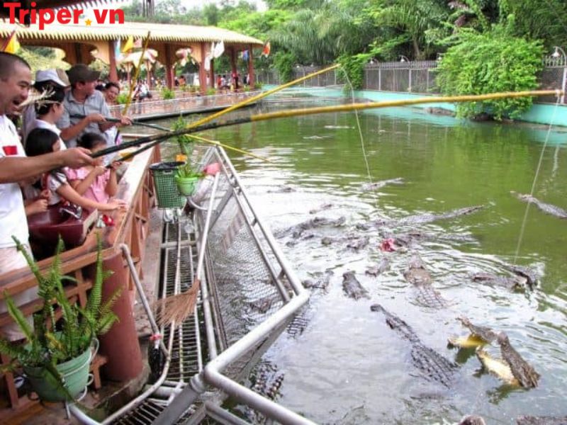 Các tour nổi bật tại Công ty du lịch Cồn Phụng