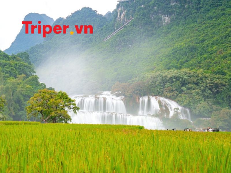 Ngành nghề kinh doanh