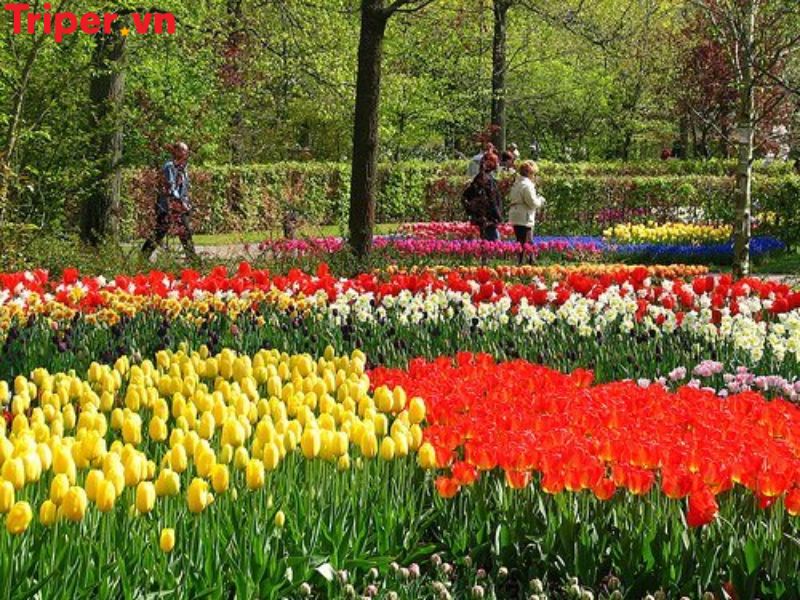 Giới Thiệu Về Công Ty Du Lịch Hoa Hạ