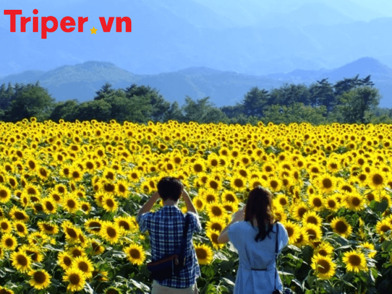 công ty du lịch 4 mùa (2)