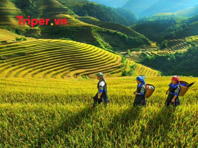 Giới thiệu về công ty du lịch Hoa Anh
