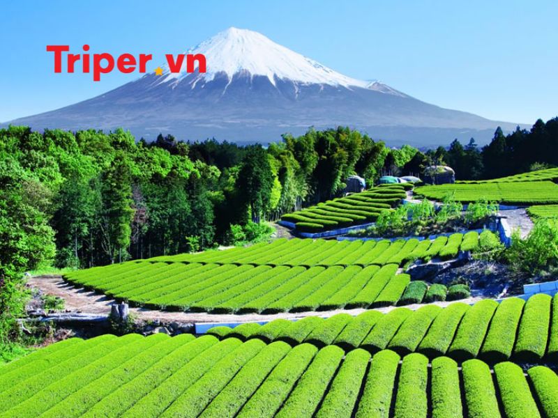 Thông tin các tour nổi bật tại Công ty du lịch Hoa Phượng