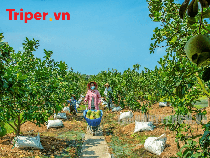 Top các công ty du lịch uy tín tại xã Bình Chánh, huyện Bình Chánh