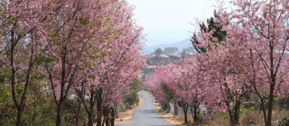 công ty du lịch hoa mai (4)