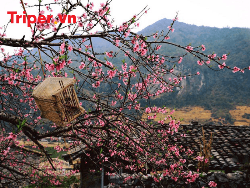 Ưu Điểm Vượt Trội Của Công Ty Du Lịch Hoa Mai