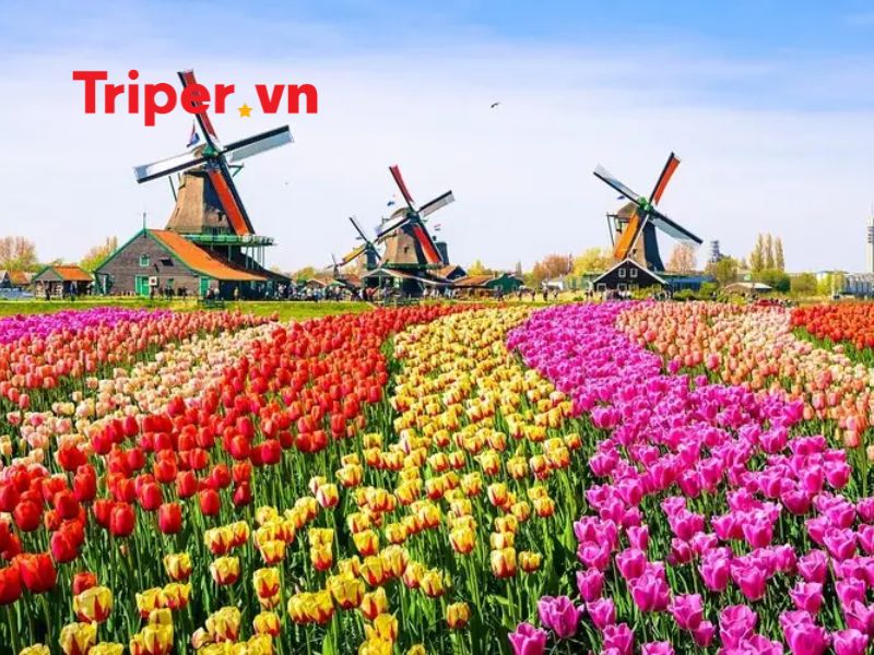 Thông Tin Các Tour Nổi Bật Tại Công Ty Du Lịch Intour